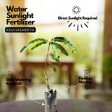 Birth Star : Bharani | Apabharani (Plant: Nelli-Phyllanthus Emblica|Emblica Officinalis) (Home & Garden)