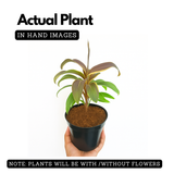 Dracaena Fruticosa(Cordyline fruticosa) (Home & Garden)