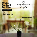 Rajnigandha, Tuberose Flowering Live plant(Home & Garden)