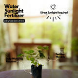 Strawberry (Fragaria X ananassi) Fruit Live Plant (Home & Garden)