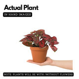 Polka Dot(Hypoestes phyllostachya) Live Plant (Home & Garden)