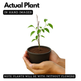 Sankrant Vel Plant - Flame VinePyrostegia venusta(Home & Garden)