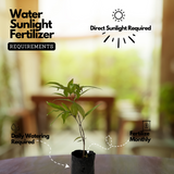 Wild Blueberry /Kaayaaboo(Memecylon umbellatum) Fruit Live Plant (Home & Garden)