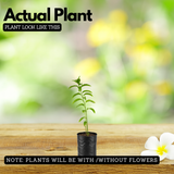 Raat Ki Rani, Raat Rani, Night Blooming Jasmine Plant (Cestrum Nocturnum) Flowering/Ornamental Live Plant for Home & Garden)