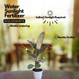 Rubber Plant (Ficus elastica Ruby ) - Live Plant (Home & Garden)