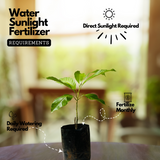 Chempakam (Grafted) Plant (Magnolia Champaca) Flowering/Ornamental Live Plant (Home & Garden)