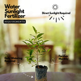 Melastoma (White) (Melastoma malabathricum) Flowering/Ornamental Live Plant (Home & Garden)