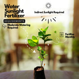 Eranthemum/Kodia Yellow(Pseudoeranthemum reticulatum) Flowering/Ornamental Live Plant (Home & Garden)