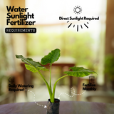 Alocasia Elephant Ear (Alocasia odora)- Live Plant (Home & Garden)