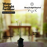 Rain Lily (Zephyranthes) Flowering/Ornamental Live Plant (Home & Garden)