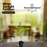 Flowering Plant Birth Star: Ayilyam (Plant: Rajamalli / Peacock Flower / Caesalpinia pulcherrima) Flowering/Ornamental Live Plant (H&G)