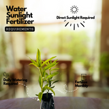 Variegated Lucky Bamboo Plant Ornamental Live Plant (Home & Garden)