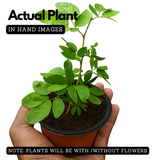 Powder Puff Red /Caliandra Red Live Plant (Home & Garden)