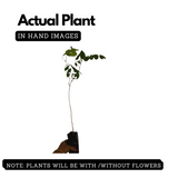 Veeti plant(Indian rose wood)Fruit Live Plant (Home & Garden)