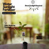 Red Custard Apple / Seethapazham (Grafted) (Annona reticulata) Fruit Live Plant (Home & Garden)