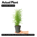 Black Bamboo(Phyllostachys nigra)Live Plant (Home & Garden)