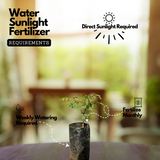 Divi-Divi plant (Libidibia coriaria) Flowering/Ornamental Live Plant (Home & Garden)