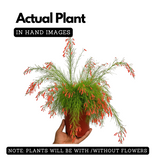 FireCrackerRed Live Plant (Home & Garden)