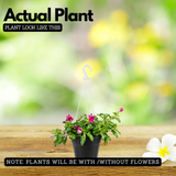Hanging Vinca Live Plant (Any Colour) | Catharanthus Roseus | Ornamental Flowering Plant for Home & Garden
