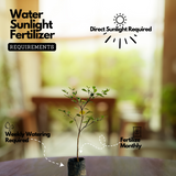 Terminalia Green Ornamental Live Plant (Home & Garden)
