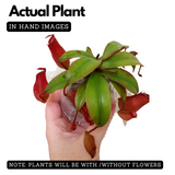 Pitcher Plant(Trumpet Pitcher)Live Plant (Home & Garden)