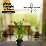 Blue Star Fern (Phlebodium aureum) - Live Plant in pot (Home & Garden)