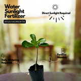 Adenium Plant | Desert Rose (Seedling) (Any Color)- Live Plant (Home & Garden)