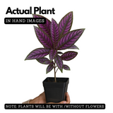 Peacock Plant, Persian Shield - Strobilanthes Dyerianus Live Plant (Home & Garden)