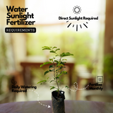 Sweet Tamarind / Madhura Puli / Valanpuli (tamarindus indica) (Grafted) Live Fruit Plant (Home & Garden)