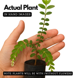 Seetharmudi / Arbudhanashini Live Plant (Home & Garden)