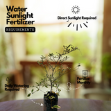 Terminalia Variegated Ornamental Live Plant (Home & Garden)