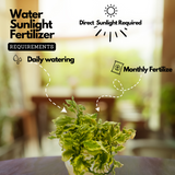 Curly Pedilanthus(Euphorbia tithymaloides) Ornamental Hanging Live Plant (Home & Garden)