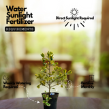 Ficus triangularis 'Variegata' Ornamental Live Plant In Pot (Home & Garden)