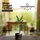 Flowering Plant Birth Star: Punartham (Plant: Yellow Arali / Nerium Oleander) Flowering / Ornamental Live Plant (H&G)