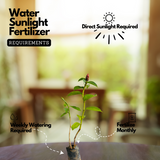 Costus Plant Flowering/Ornamental Live Plant (Home & Garden)