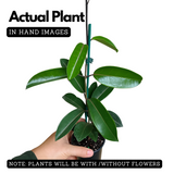 Madagascar Jasmine(Stephanotis floribunda)Live Plant (Home & Garden)