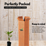 Nutmeg / Jaathi (Seedling) ( Myristica fragrans ) Fruit/Medicinal Live Plant (Home & Garden)