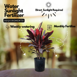 Dracaena Mahatma Plant - Cordyline Terminalis, Dracaena Baby DollLive Plant (Home & Garden)