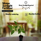 Golden Berry plant(Physalis peruviana)Fruit Live Plant (Home & Garden)