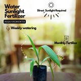 Lemba Fruit (Curculigo Capitulata) Seedling Fruit Plant (Home & Garden Plants)