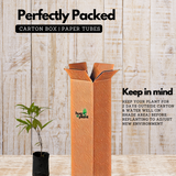 Wild Blueberry /Kaayaaboo(Memecylon umbellatum) Fruit Live Plant (Home & Garden)