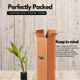 Canna Variegated (Canna indica) Flowering/Ornamental Live Plant (Home & Garden)