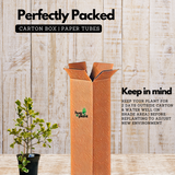 Ficus triangularis 'Variegata' Ornamental Live Plant In Pot (Home & Garden)