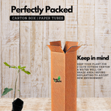 Brown Turkey Fig Live Plant (Ficus carica 'Brown Turkeyƒ?�) Layered Fruit Plant (Home & Garden Plants)