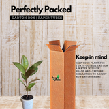 Rubber Plant Variegated (Ficus elastica) - Live Plant (Home & Garden)
