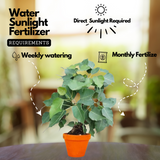 Peepal Tree(Ficus Religiosa)Live Plant (Home & Garden)