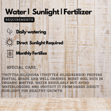 Thottea Siligurensis Medicinal Live Plant (Home & Garden)