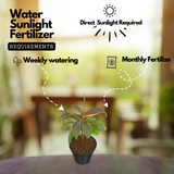 Dracaena Fruticosa(Cordyline fruticosa) (Home & Garden)