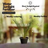 Dates Palm(Phoenix dactylifera) Live Plant (Home & Garden)