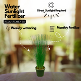 Pencil Grass(Juncus effusus) Live Plant (Home & Garden)
